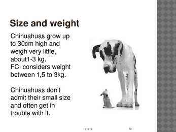 Chihuahua #10