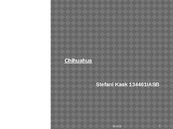 Chihuahua