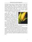 GMO - geneetiliselt muundatud organismid #7