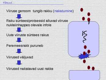Bioloogia - esitlus - viirused #11