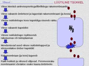 Bioloogia - esitlus - viirused #13