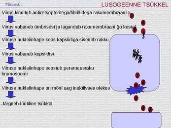 Bioloogia - esitlus - viirused #14