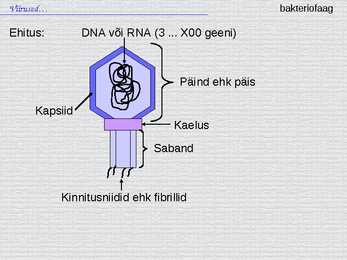 Bioloogia - esitlus - viirused #6