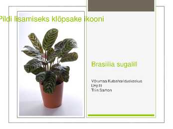 Brasiilia sugalill
