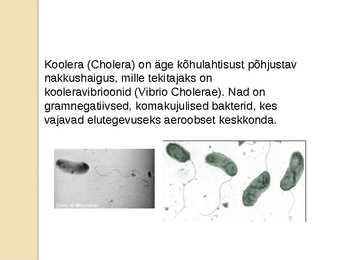 Koolera #2