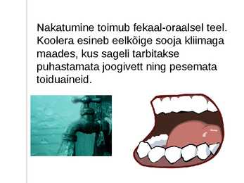 Koolera #3