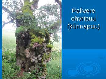Euroopa muinaskultuurid #40