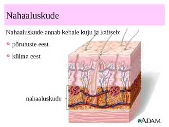 Nahk #12