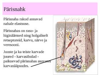 Nahk #13