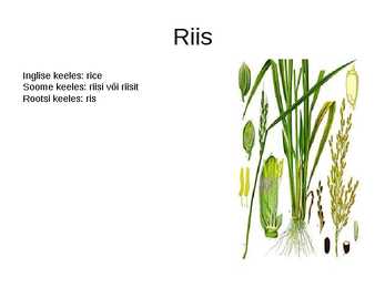 Riis #2