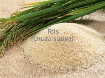 Riis