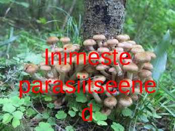 Inimeste parasiitseened