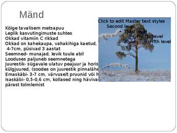 Paljasseemnetaimed #11