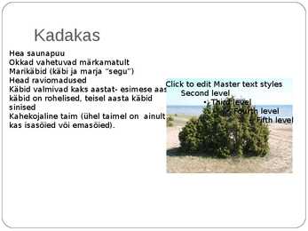 Paljasseemnetaimed #13