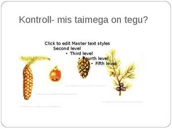 Paljasseemnetaimed #15