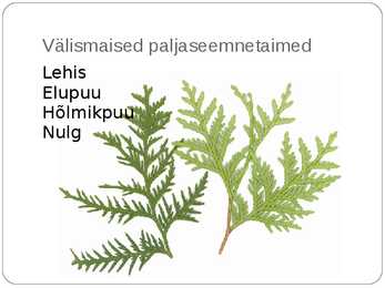 Paljasseemnetaimed #16