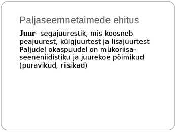 Paljasseemnetaimed #4
