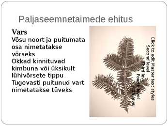 Paljasseemnetaimed #5