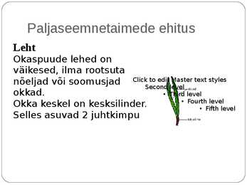 Paljasseemnetaimed #6