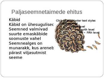 Paljasseemnetaimed #7