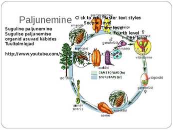 Paljasseemnetaimed #8