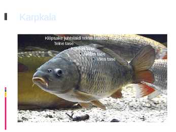 Karpkala esitlus #11