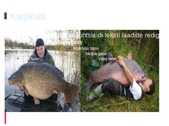 Karpkala esitlus #13