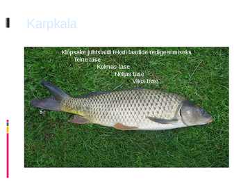 Karpkala esitlus #7