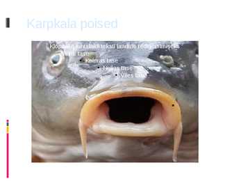 Karpkala esitlus #8