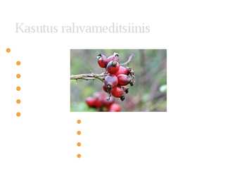 Kibuvits #5