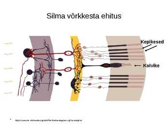 Miks on kooli kohustuslikus õppekavas bioloogia #31
