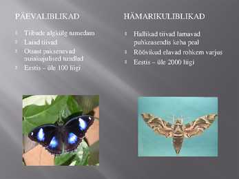 Liblikalised #5