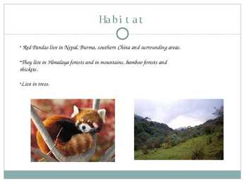 Red Panda #3