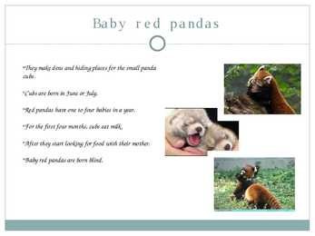 Red Panda #5