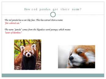 Red Panda #7