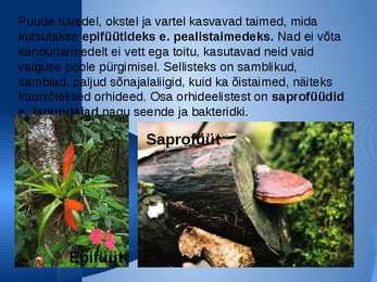 Mille poolest erineb poolkõrbe ja kõrbe loodusvöönd Eesti loodusvööndist #10