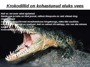Krokodillid #3