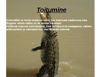 Krokodillid #4