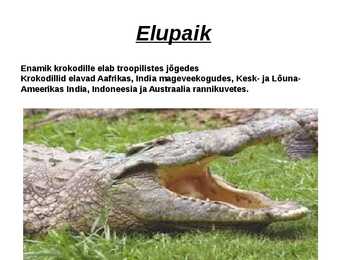 Krokodillid #5