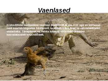 Krokodillid #7