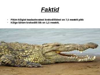 Krokodillid #8