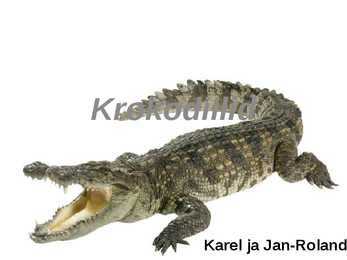 Krokodillid