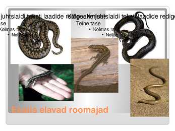 KAS KÕIK ROOMAJAD ROOMAVAD #14