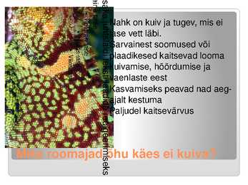 KAS KÕIK ROOMAJAD ROOMAVAD #6