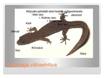 KAS KÕIK ROOMAJAD ROOMAVAD #7