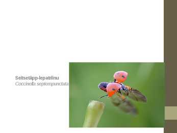 Seitsetäpp-lepatriinu Coccinella septempunctata #3