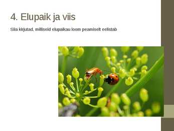 Seitsetäpp-lepatriinu Coccinella septempunctata #6