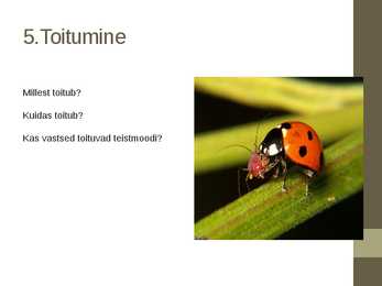 Seitsetäpp-lepatriinu Coccinella septempunctata #7