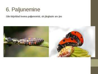 Seitsetäpp-lepatriinu Coccinella septempunctata #8