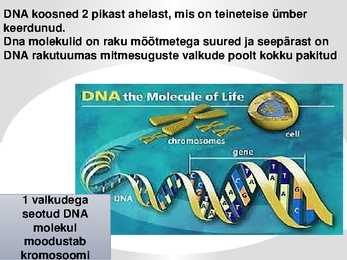 DNA GEENID JA KROMOSOOMID #4